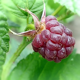 樹莓,水果,漿果免費可商用樹莓,水果,漿果免費可商用藍莓,樹莓,水果