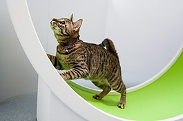 猫,cat房间,基蒂