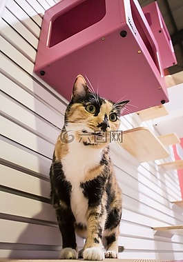 猫,cat房间,基蒂