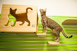 猫,cat房间,基蒂