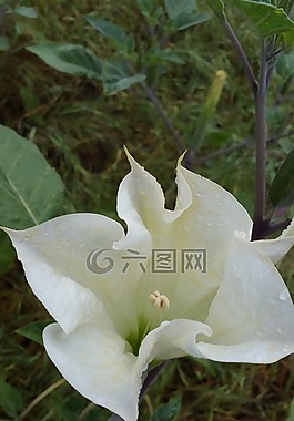 曼陀罗,特写,开花