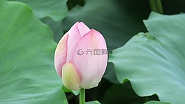 荷花,自然,景色
