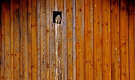 猎鹰,鸟巢,住房