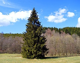 云杉,针叶树,森林