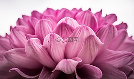 菊花,秋季,鲜花