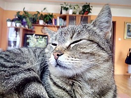 懒,猫,动物