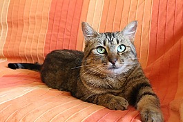 猫,狸花猫,绿眼睛的猫