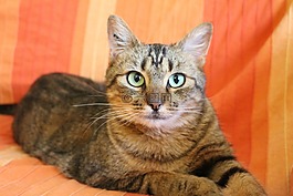 猫,狸花猫,绿眼睛的猫
