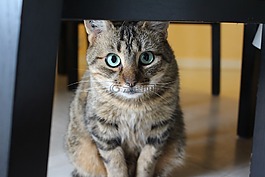 猫,狸花猫,绿眼睛的猫
