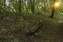 国家,日落,到了晚上