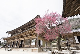华严寺,红梅,寺