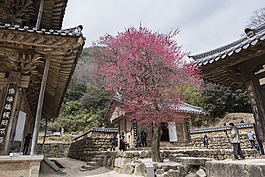 华严寺,红梅,吉日