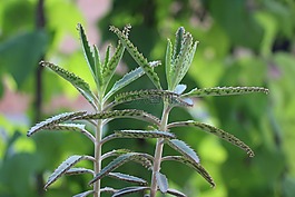不死鸟,落地生根,多肉植物