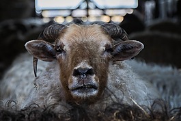 ram,羊,动物