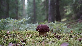 ceps,牛肝菌,栗色ceps