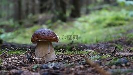 grzyb,ceps,牛肝菌