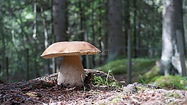 grzyb,ceps,牛肝菌