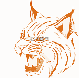 山猫,野生动物,猫的