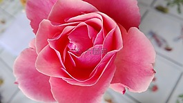 罗莎,菲奥雷,natura
