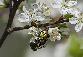 黄金甲虫,苹果树,花