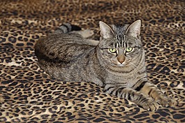 猫,国内的猫