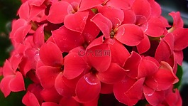肥母鸡,花,厚的板材温室