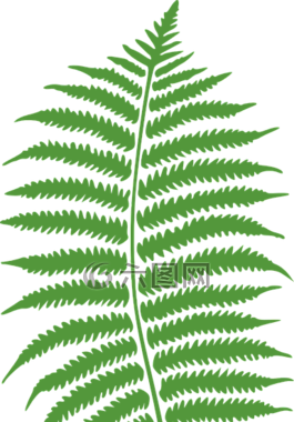 蕨菜,蕨类植物,植物