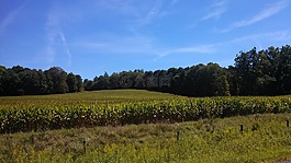玉米,玉米田,景观