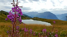 山,花,湖