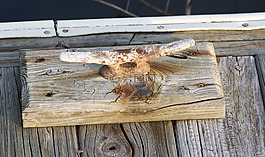 船上夹板,船,甲板