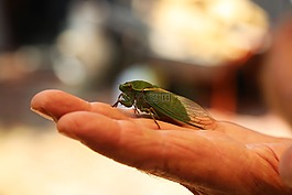 蝉,昆虫,甲虫，昆虫