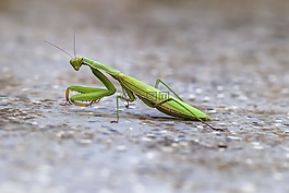 螳螂,mantoptère,昆虫