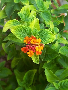 花,绿色,充满活力