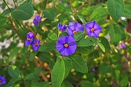 淡紫色的花,落的花朵,紫色