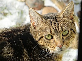 猫,哺乳动物,缓慢的生活