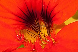 焊菜属的植物,tropaeolum,花萼