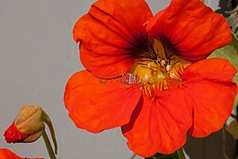 焊菜属的植物,tropaeolum,花萼