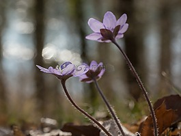赫帕卡,肝脏中的花朵,花