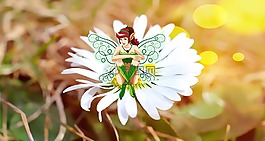 花,费,雏菊