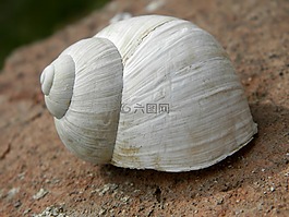 海螺,白,蜗牛