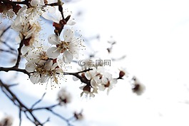 春天,树,鲜花