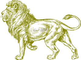 狮子,野猫,非洲