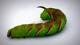 卡特彼勒,动物,厚厚的毛毛虫