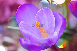 藏红花,花,开花