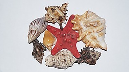 贻贝,海星,性质