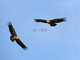 秃鹫,飞,筑巢
