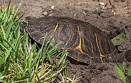 jicotea,美国龟,巴西龟scripta