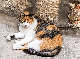 流浪猫,伤口敷料,迷路