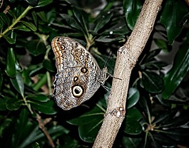 卡利戈,eurilochus,蝴蝶