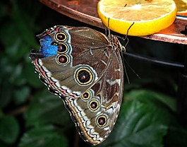 卡利戈,eurilochus,蝴蝶